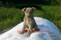 Sapphire's Miss Amber Vanilla, a female German Shepherd Dog for sale in Piedmont, MO – 5 of 6