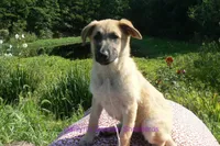 Lakeside Morning's Miss Sugar Cone Crunch, a female German Shepherd Dog for sale in Piedmont, MO – 4 of 6