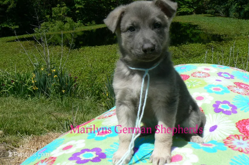 Foxy's Mr. Saltwater Breeze – German Shepherd Dog puppy for sale in Piedmont, MO
