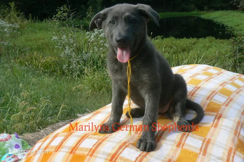 Sapphire's Miss Sunrise Woods – German Shepherd Dog puppy for sale in Piedmont, MO