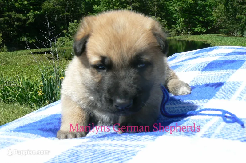 Lakeside Morning's Mr. Midnight Blue Citrus – German Shepherd Dog puppy for sale in Piedmont, MO
