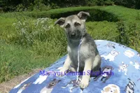 Strawberry's Miss White Pumpkin, a female German Shepherd Dog for sale in Piedmont, MO – 1 of 6