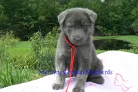 Ice Princess's Mr. Watermelon Lemonade, a male German Shepherd Dog for sale in Piedmont, MO – 1 of 4