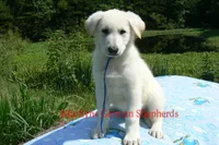 Lakeside Morning's Mr. Sea Salt Coast, a male German Shepherd Dog for sale in Piedmont, MO – 6 of 6