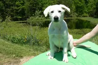 Miami's Mr. Backyard Honeysuckle, a male German Shepherd Dog for sale in Piedmont, MO – 5 of 6