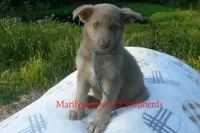 Sapphire's Mr. Flannel , a male German Shepherd Dog for sale in Piedmont, MO – 3 of 6