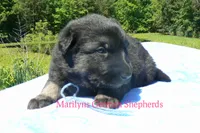 Snickerdoodle's Mr. Turquoise Waters, a male German Shepherd Dog for sale in Piedmont, MO – 5 of 5