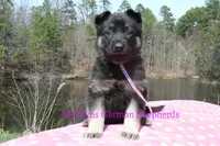 Midnight Illusions Miss Fresh Cut Lilacs, a female German Shepherd Dog for sale in Piedmont, MO – Photo 4 of 6