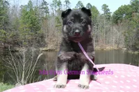 Midnight Illusions Miss Fresh Cut Lilacs, a female German Shepherd Dog for sale in Piedmont, MO – Photo 3 of 6