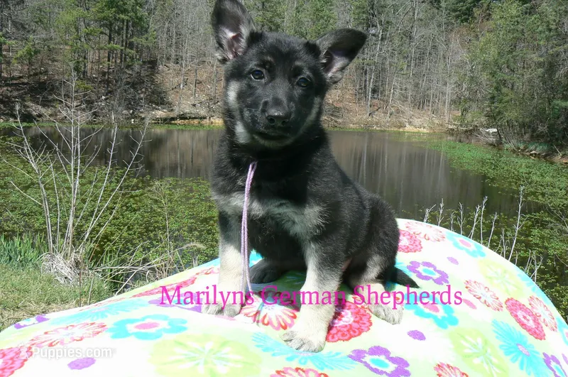 Midnight Illusions Miss Fresh Cut Lilacs – German Shepherd Dog puppy for sale in Piedmont, MO