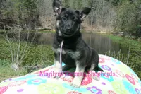 Midnight Illusions Miss Fresh Cut Lilacs, a female German Shepherd Dog for sale in Piedmont, MO – Photo 1 of 6