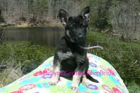 Midnight Illusions Miss Fresh Cut Lilacs, a female German Shepherd Dog for sale in Piedmont, MO – Photo 2 of 6