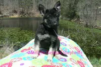 Midnight Illusions Miss Fresh Cut Lilacs, a female German Shepherd Dog for sale in Piedmont, MO – Photo 4 of 6