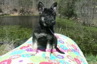 Midnight Illusions Miss Fresh Cut Lilacs, a female German Shepherd Dog for sale in Piedmont, MO – Photo 6 of 6