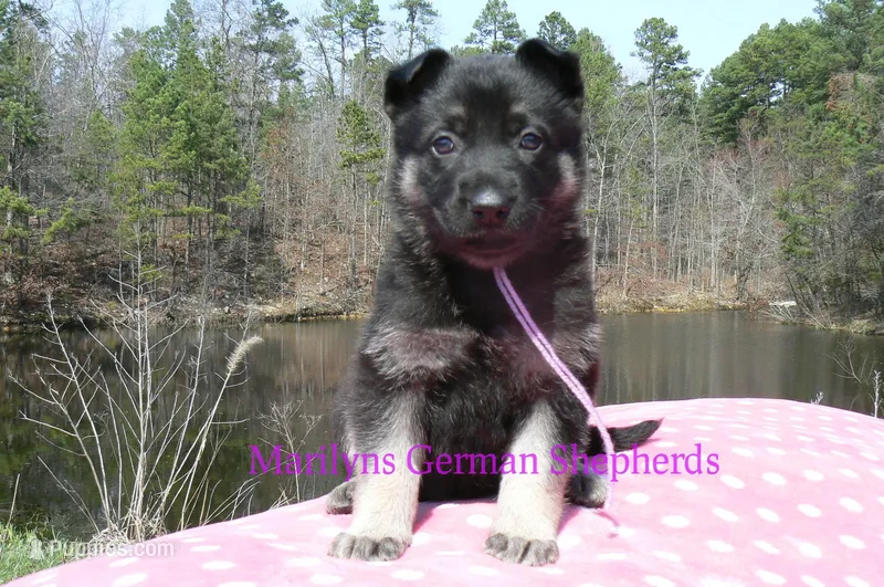 Midnight Illusions Miss Fresh Cut Lilacs – German Shepherd Dog puppy for sale in Piedmont, MO