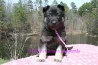 Midnight Illusions Miss Fresh Cut Lilacs, a female German Shepherd Dog for sale in Piedmont, MO – Photo 1 of 6