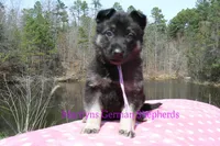 Midnight Illusions Miss Fresh Cut Lilacs, a female German Shepherd Dog for sale in Piedmont, MO – Photo 6 of 6