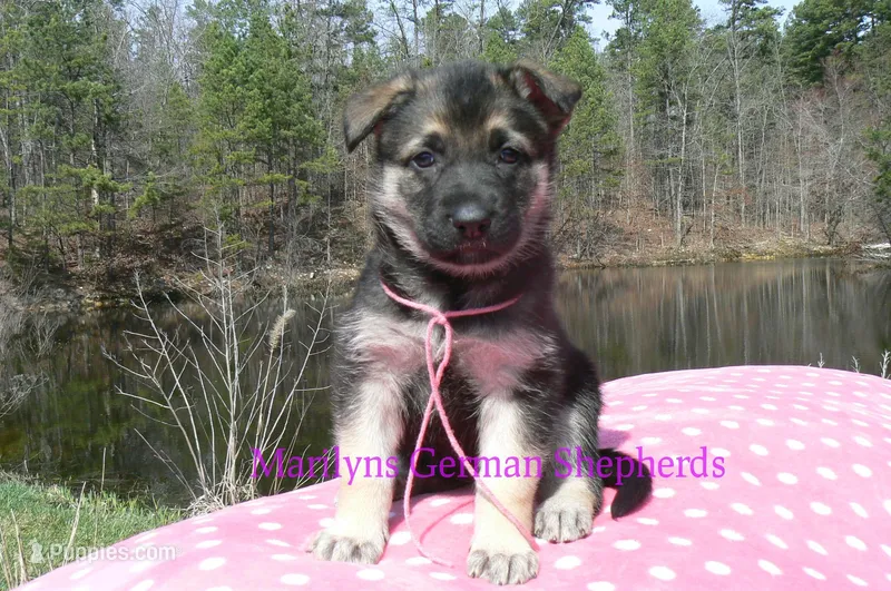 Midnight Illusions Miss Pink Pineapple Sunrise – German Shepherd Dog puppy for sale in Piedmont, MO