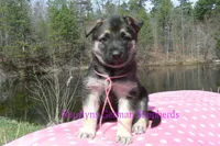 Midnight Illusions Miss Pink Pineapple Sunrise, a female German Shepherd Dog for sale in Piedmont, MO – Photo 1 of 6