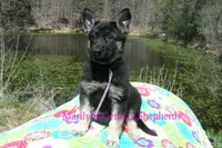 Midnight Illusions Miss Fresh Cut Lilacs, a female German Shepherd Dog for sale in Piedmont, MO – Photo 3 of 6