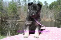 Midnight Illusions Miss Fresh Cut Lilacs, a female German Shepherd Dog for sale in Piedmont, MO – Photo 5 of 6