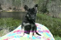 Midnight Illusions Miss Fresh Cut Lilacs, a female German Shepherd Dog for sale in Piedmont, MO – Photo 5 of 6
