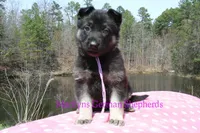 Midnight Illusions Miss Fresh Cut Lilacs, a female German Shepherd Dog for sale in Piedmont, MO – Photo 2 of 6