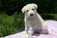 Ice Princess's Mr. Hibiscus Waterfalls, a male German Shepherd Dog for sale in Piedmont, MO – 2 of 4