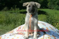 Strawberry's Miss Pumpkin Pecan Waffles, a female German Shepherd Dog for sale in Piedmont, MO – 5 of 7