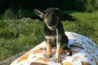 Enchantress's Mr. White Pine Lake, a male German Shepherd Dog for sale in Piedmont, MO – 4 of 6