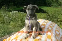 Sapphire's Miss Wilderness Trail, a female German Shepherd Dog for sale in Piedmont, MO – 2 of 6