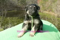Love Spells Mr Island Margarita, a male German Shepherd Dog for sale in Piedmont, MO – Photo 3 of 6