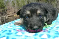 Love Spells Mr Island Margarita, a male German Shepherd Dog for sale in Piedmont, MO – Photo 3 of 6