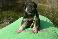 Love Spells Mr Island Margarita, a male German Shepherd Dog for sale in Piedmont, MO – Photo 6 of 6