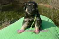 Love Spells Mr Island Margarita, a male German Shepherd Dog for sale in Piedmont, MO – Photo 5 of 6