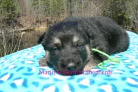 Love Spells Mr Island Margarita, a male German Shepherd Dog for sale in Piedmont, MO – Photo 6 of 6