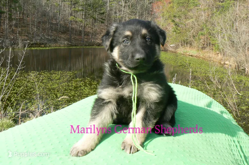 Love Spells Mr Island Margarita – German Shepherd Dog puppy for sale in Piedmont, MO
