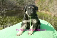Love Spells Mr Island Margarita, a male German Shepherd Dog for sale in Piedmont, MO – Photo 1 of 6