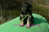 Love Spells Mr Island Margarita, a male German Shepherd Dog for sale in Piedmont, MO – Photo 2 of 6