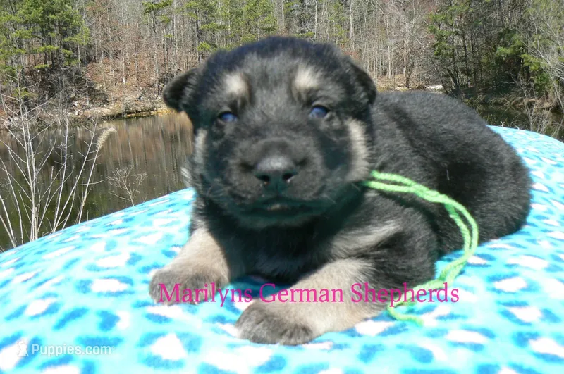 Love Spells Mr Island Margarita – German Shepherd Dog puppy for sale in Piedmont, MO