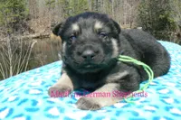 Love Spells Mr Island Margarita, a male German Shepherd Dog for sale in Piedmont, MO – Photo 1 of 6