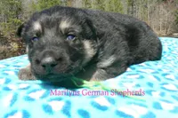 Love Spells Mr Island Margarita, a male German Shepherd Dog for sale in Piedmont, MO – Photo 2 of 6