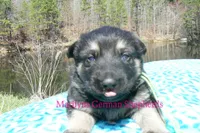 Love Spells Mr Island Margarita, a male German Shepherd Dog for sale in Piedmont, MO – Photo 5 of 6