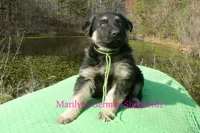 Love Spells Mr Island Margarita, a male German Shepherd Dog for sale in Piedmont, MO – Photo 4 of 6