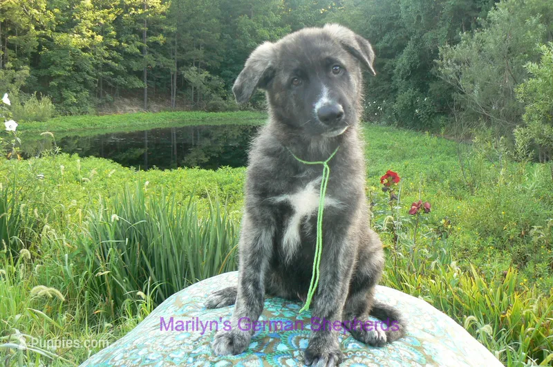 Ice Princess's Mr. Cucumber Melon – German Shepherd Dog puppy for sale in Piedmont, MO