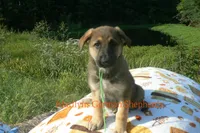 Enchantress's Mr. Honey Crisp Apple, a male German Shepherd Dog for sale in Piedmont, MO – 5 of 6