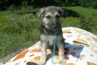 Enchantress's Mr. Crisp Forest Air, a male German Shepherd Dog for sale in Piedmont, MO – 6 of 6