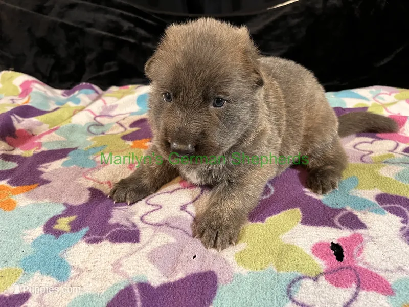 Saffron's Mr. Mistletoe & Fig – German Shepherd Dog puppy for sale in Piedmont, MO