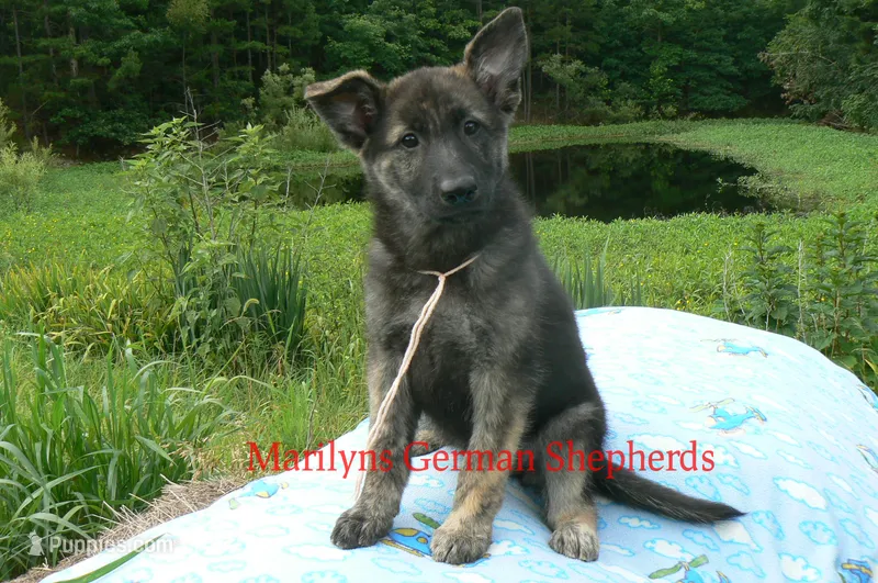 Lakeside Morning's Miss Peach Blossom and Nectar – German Shepherd Dog puppy for sale in Piedmont, MO