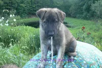 Ice Princess's Mr. Toasted Marshmallow Pop, a male German Shepherd Dog for sale in Piedmont, MO – 6 of 6
